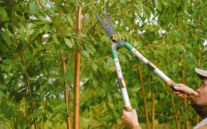 Tree trimming in Rulo, NE